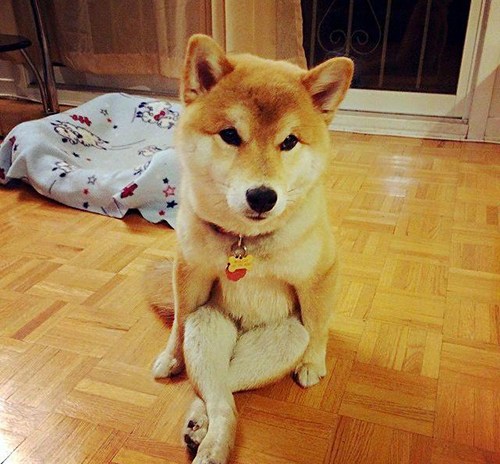 柴犬最新動態與時代回顧，背景、事件與地位深度解析