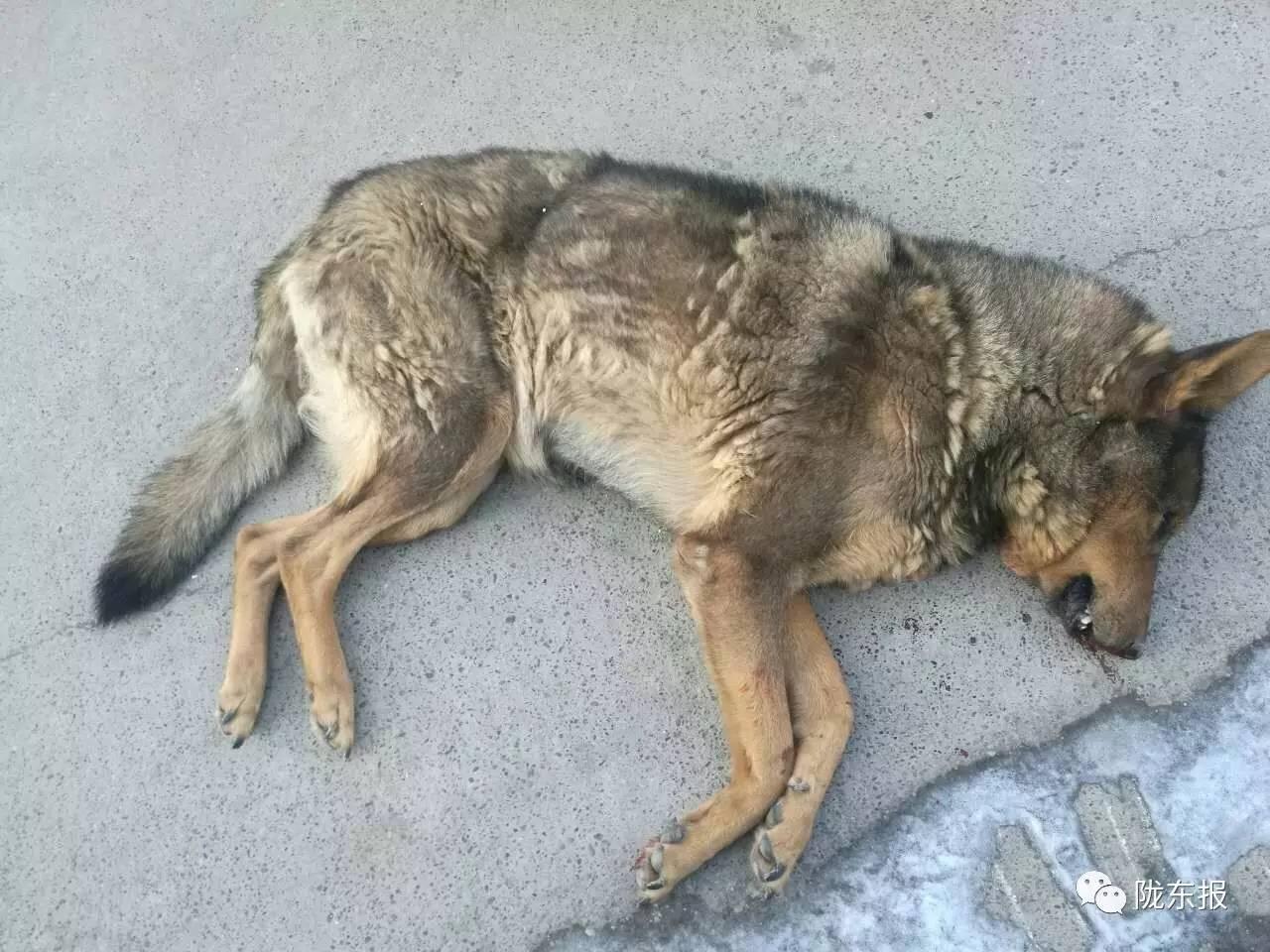 慶陽最新發展動態,自信與成就感的啟示——探尋變化中的新篇章