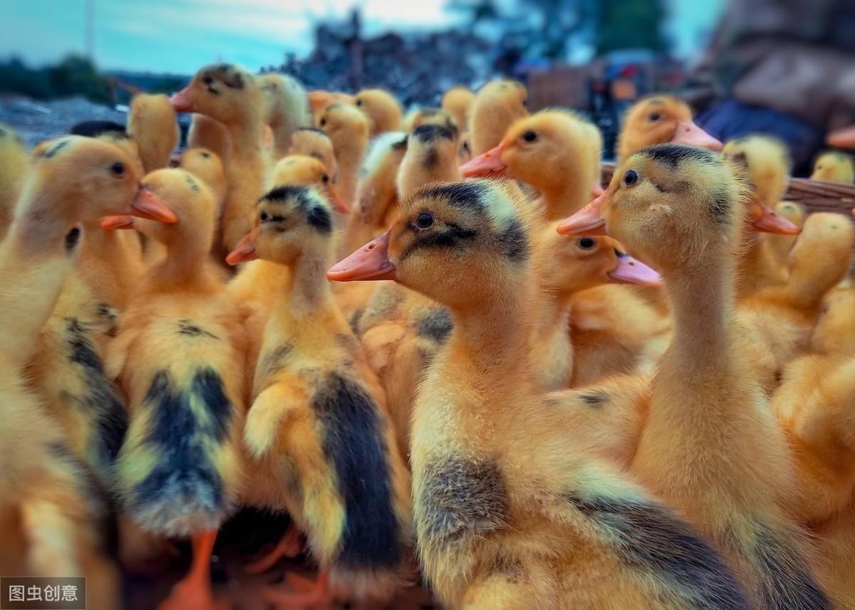 鴨產(chǎn)業(yè)最新行情概覽，市場(chǎng)走勢(shì)、產(chǎn)業(yè)動(dòng)態(tài)與未來(lái)展望