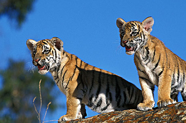 金虎最新觀點分析與闡述